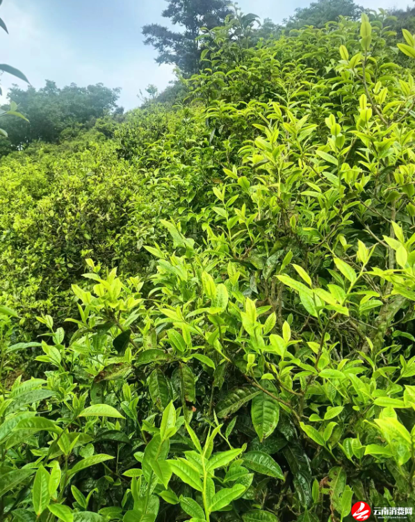 关于云南省民族茶文化研究会发布—— 云茶价格指数暨云南省2024年1024个村寨春茶预报价的新闻(17)