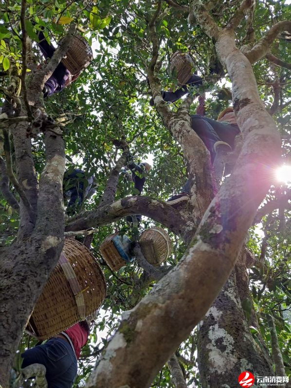 关于云南省民族茶文化研究会发布—— 云茶价格指数暨云南省2024年1024个村寨春茶预报价的新闻(10)