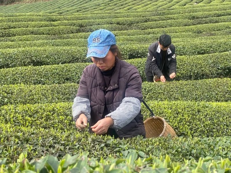 有关于金沙县2024年春季万人采茶行动暨双手采茶竞赛开赛的信息(2)