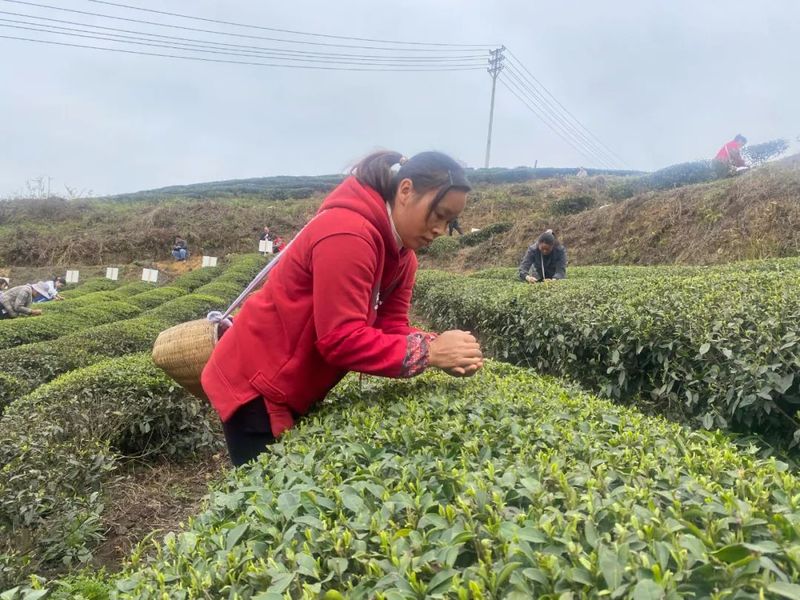 有关于金沙县2024年春季万人采茶行动暨双手采茶竞赛开赛的信息(3)