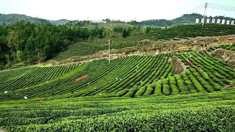 有关于金沙县2024年春季万人采茶行动暨双手采茶竞赛开赛的信息