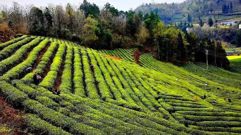 有关于金沙县2024年春季万人采茶行动暨双手采茶竞赛开赛的信息(4)