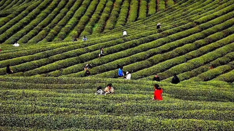 有关于金沙县2024年春季万人采茶行动暨双手采茶竞赛开赛的信息(1)