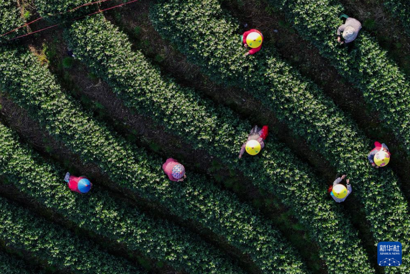 有关于浙江杭州：茶乡“喊山祈茶” 庆祝春茶开摘的相关信息(6)