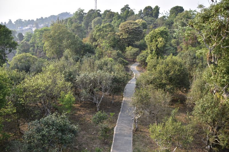 有关于2024年贺开茶区春茶价格多少钱的资讯