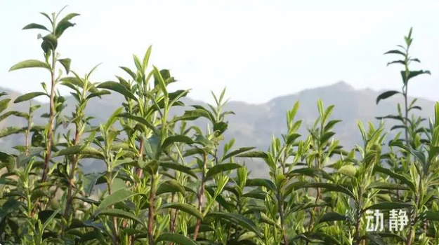 关于铜仁：春茶抢“鲜”开采 价格上浮茶企加工忙的新闻(10)