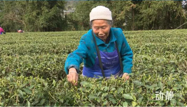 关于铜仁：春茶抢“鲜”开采 价格上浮茶企加工忙的新闻(3)