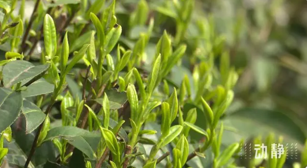 关于铜仁：春茶抢“鲜”开采 价格上浮茶企加工忙的新闻(2)