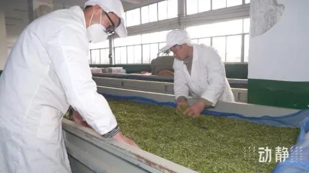 关于铜仁：春茶抢“鲜”开采 价格上浮茶企加工忙的新闻(11)