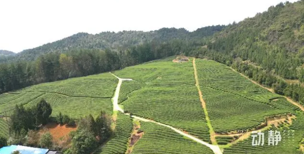 关于铜仁：春茶抢“鲜”开采 价格上浮茶企加工忙的新闻(13)