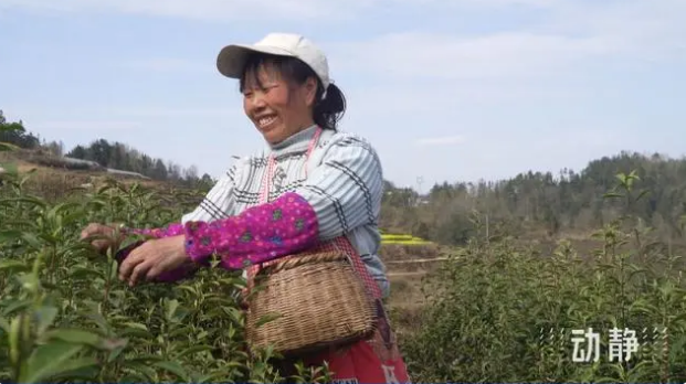 关于铜仁：春茶抢“鲜”开采 价格上浮茶企加工忙的新闻(9)