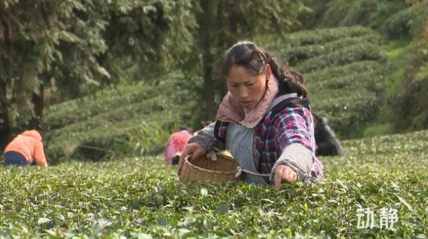 关于铜仁：春茶抢“鲜”开采 价格上浮茶企加工忙的新闻(1)