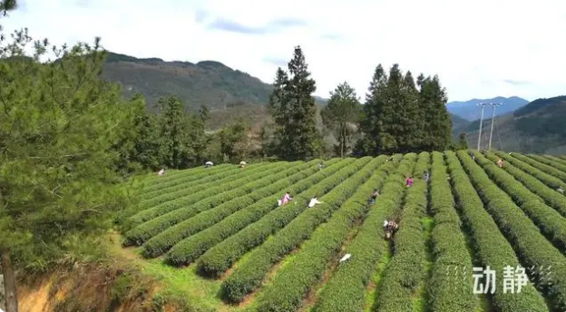 关于铜仁：春茶抢“鲜”开采 价格上浮茶企加工忙的新闻(12)