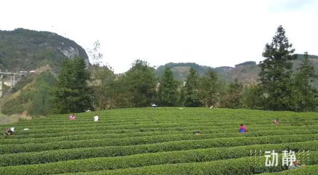 关于铜仁：春茶抢“鲜”开采 价格上浮茶企加工忙的新闻