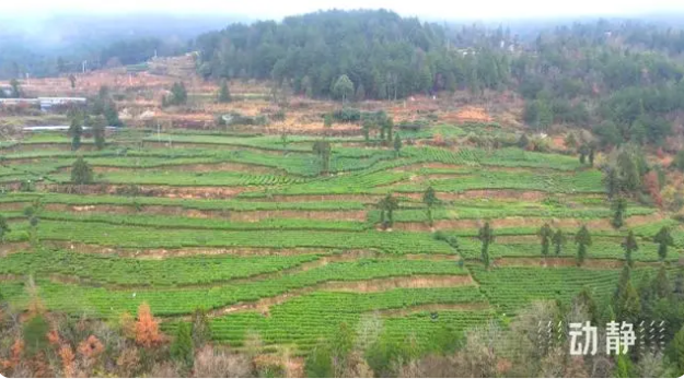 关于铜仁：春茶抢“鲜”开采 价格上浮茶企加工忙的新闻(4)