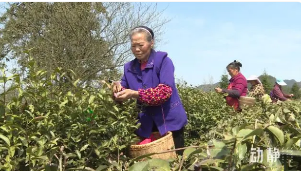 关于铜仁：春茶抢“鲜”开采 价格上浮茶企加工忙的新闻(5)
