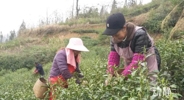 关于铜仁：春茶抢“鲜”开采 价格上浮茶企加工忙的新闻(8)