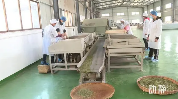 关于铜仁：春茶抢“鲜”开采 价格上浮茶企加工忙的新闻(6)