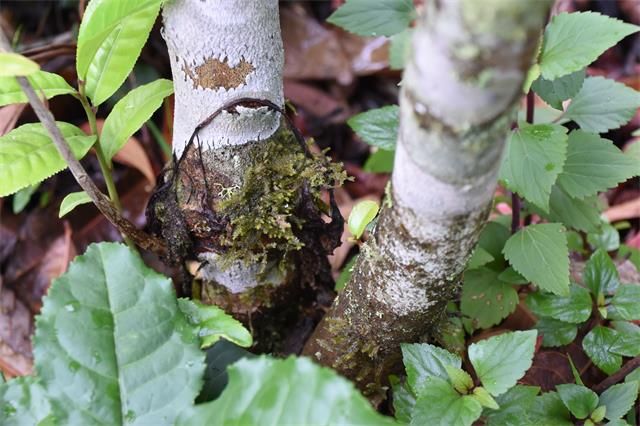 关于绿色“云茶” 天下普洱——云南省深入推进茶产业发展纪实的新闻