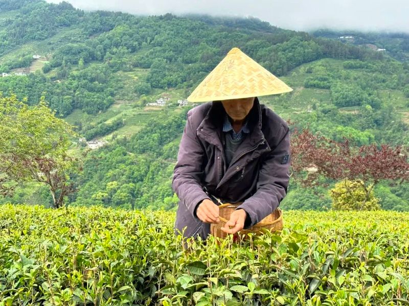 关于安康112万亩茶园迎来采摘期的新闻(3)