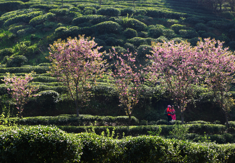 关于安康112万亩茶园迎来采摘期的新闻(2)