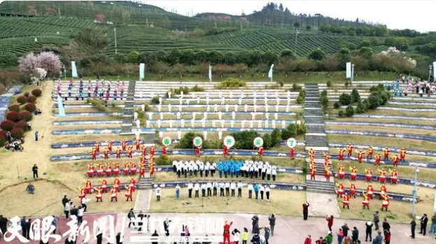 关于湄潭：60万亩春茶抢“鲜”开采的新闻