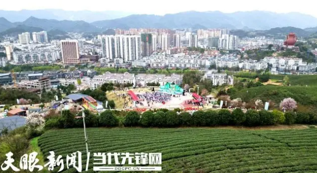 关于湄潭：60万亩春茶抢“鲜”开采的新闻(1)