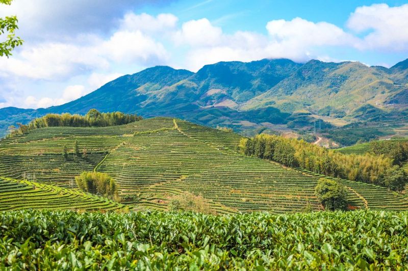 有关于不负春光采春茶！松溪九龙大白茶开采啦的相关信息(6)