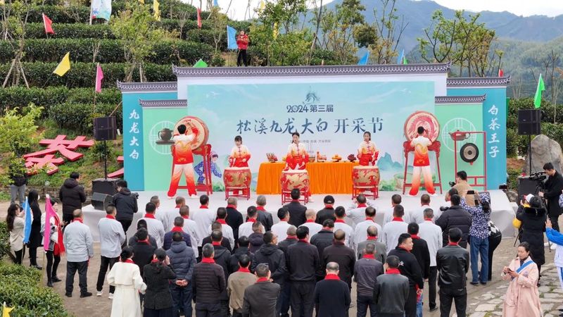 有关于不负春光采春茶！松溪九龙大白茶开采啦的相关信息