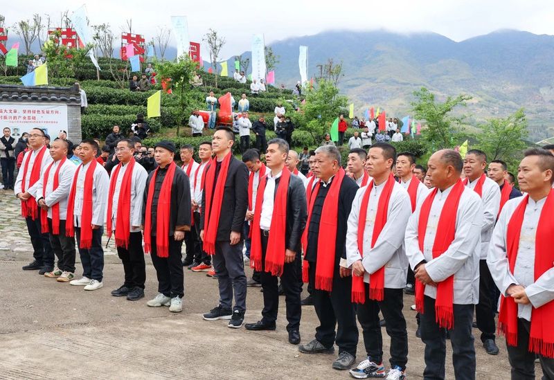 有关于不负春光采春茶！松溪九龙大白茶开采啦的相关信息(1)