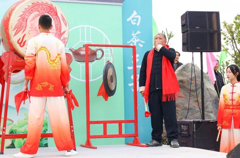 有关于不负春光采春茶！松溪九龙大白茶开采啦的相关信息(2)