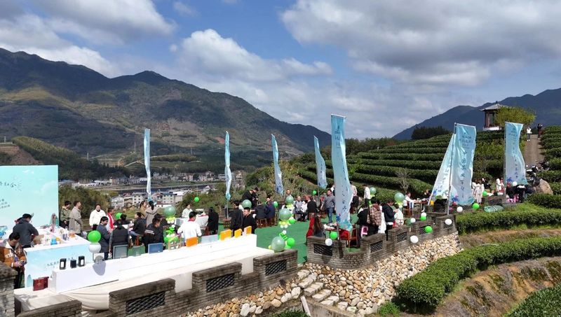 有关于不负春光采春茶！松溪九龙大白茶开采啦的相关信息(5)