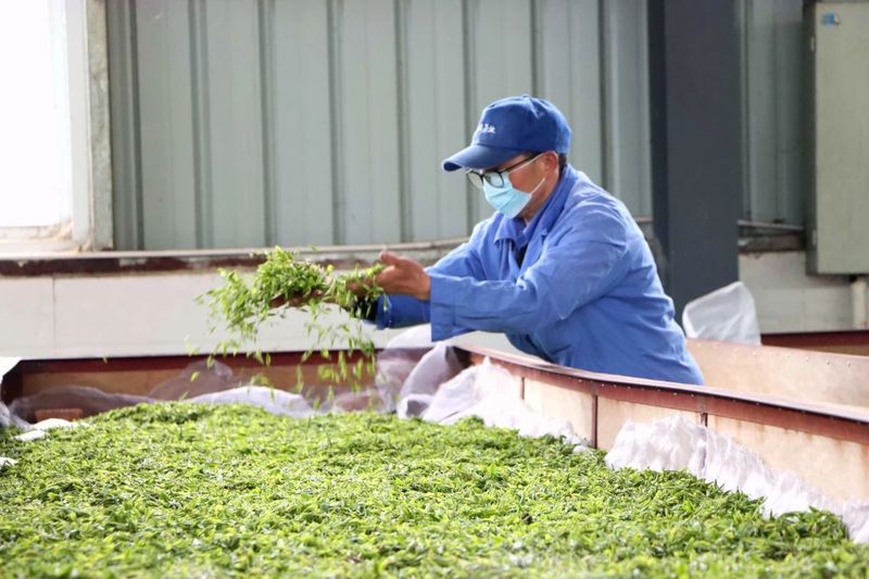 有关于高县：漫山春茶香 采茶制茶忙的新闻(5)