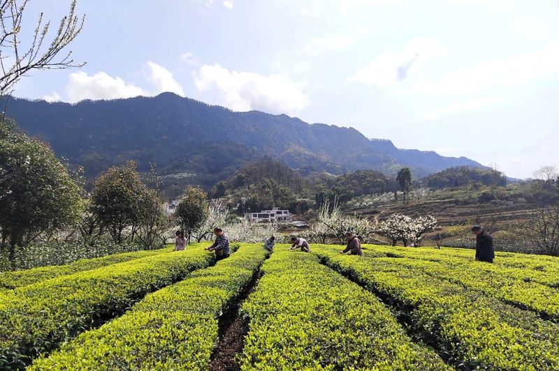 有关于高县：漫山春茶香 采茶制茶忙的新闻(1)