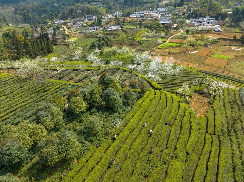 有关于高县：漫山春茶香 采茶制茶忙的新闻(7)