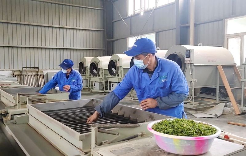 有关于高县：漫山春茶香 采茶制茶忙的新闻(4)