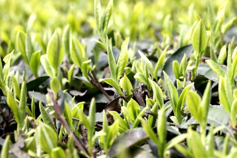 有关于高县：漫山春茶香 采茶制茶忙的新闻(2)