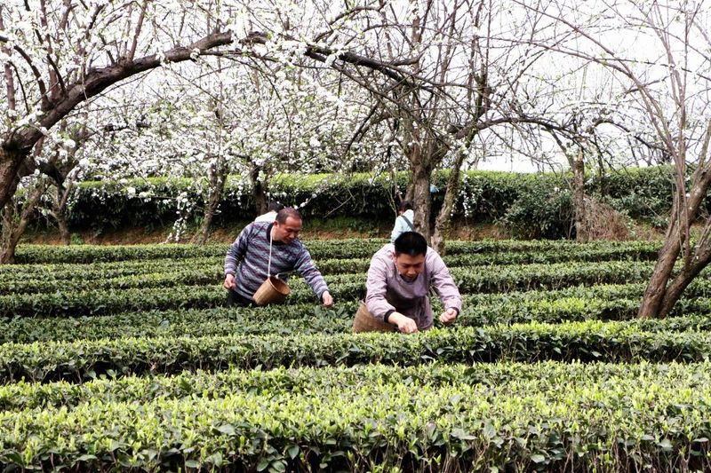 有关于高县：漫山春茶香 采茶制茶忙的新闻