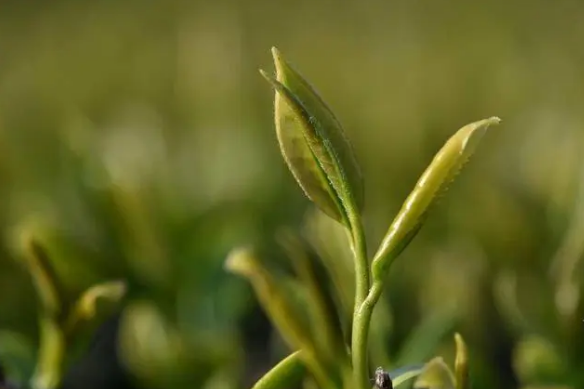 有关于保康：春茶溢新香 茶农备采忙的相关信息(4)