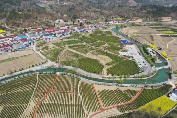 有关于保康：春茶溢新香 茶农备采忙的相关信息(2)