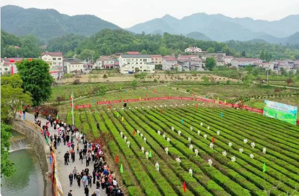 有关于保康：春茶溢新香 茶农备采忙的相关信息(3)