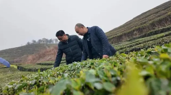 有关于保康：春茶溢新香 茶农备采忙的相关信息(1)