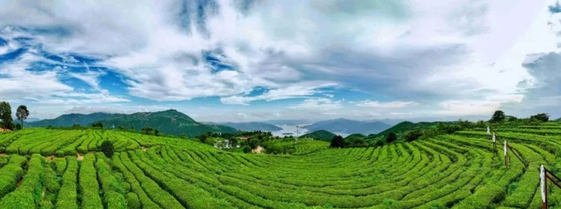 关于第二届白茶交易大会新闻发布会及茶BA开幕式同日举行的新闻