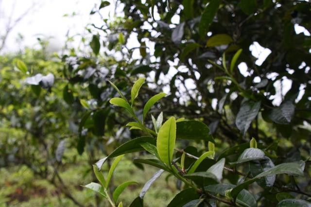 有关于布朗山2024年春茶价格多少钱的相关信息(1)