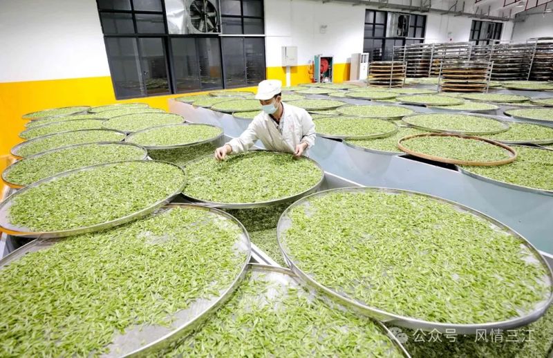 关于三江侗族自治县21.5万亩茶园进入全面开采期的最新消息(4)