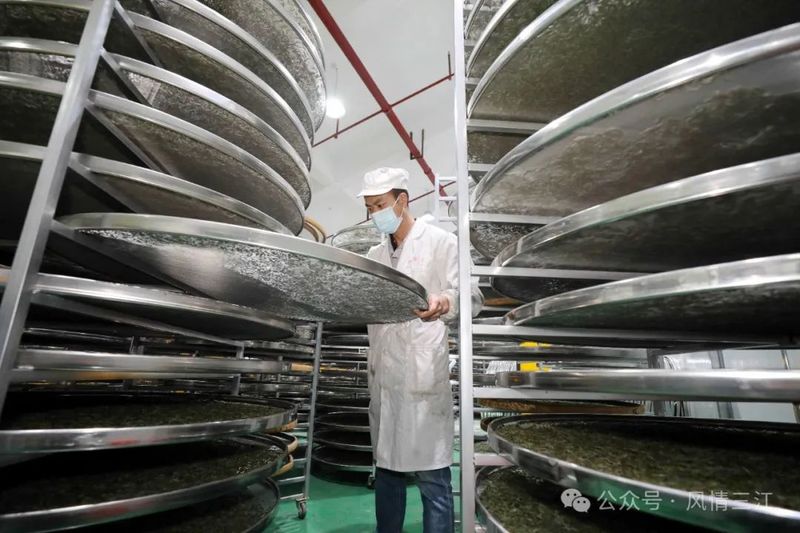 关于三江侗族自治县21.5万亩茶园进入全面开采期的最新消息(3)