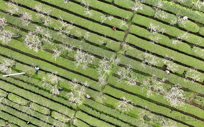 关于三江侗族自治县21.5万亩茶园进入全面开采期的最新消息(1)