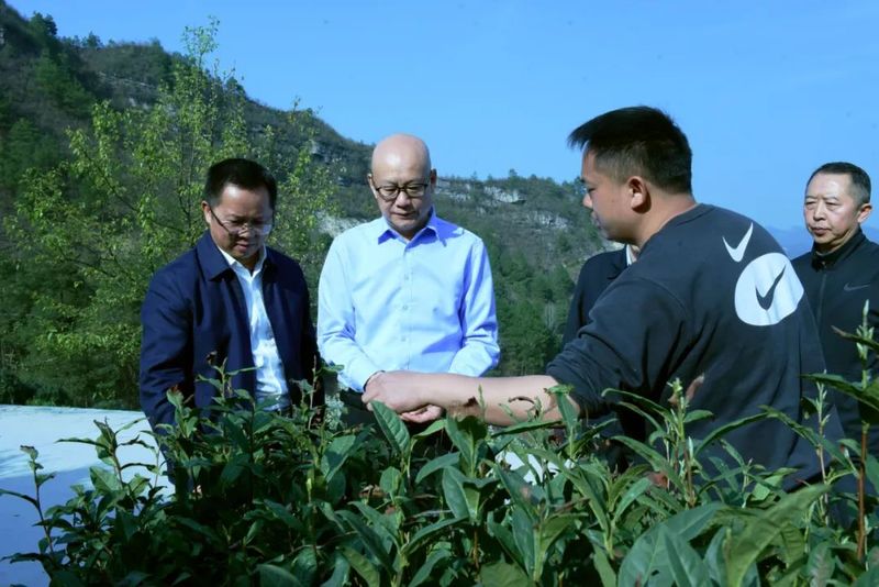 有关于冉博到贵定县调研茶产业发展情况的相关内容(1)