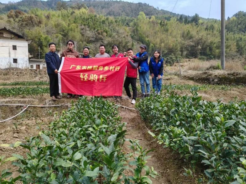 有关于深入茶园送技术，助力阳山大崀茶产业发展的信息