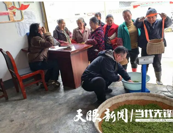 有关于思南合朋溪镇：6000亩春茶开采 茶农增收喜开颜的新闻(1)